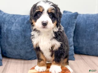 Mini Bernedoodle dogs Walter - Ad 4