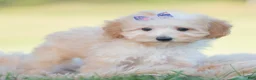 Mini Goldendoodle dogs for sale: Apricot - Ad 6