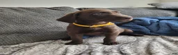 Labrador Retriever dogs for sale: Labrador Retriever Puppy 8 - Ad 3