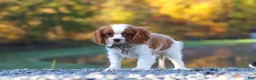 Cavalier King Charles Spaniel dogs for sale: Theo - Ad 3