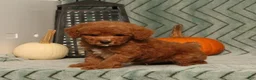 Miniature Poodle dogs for sale: Garfield - Ad 3
