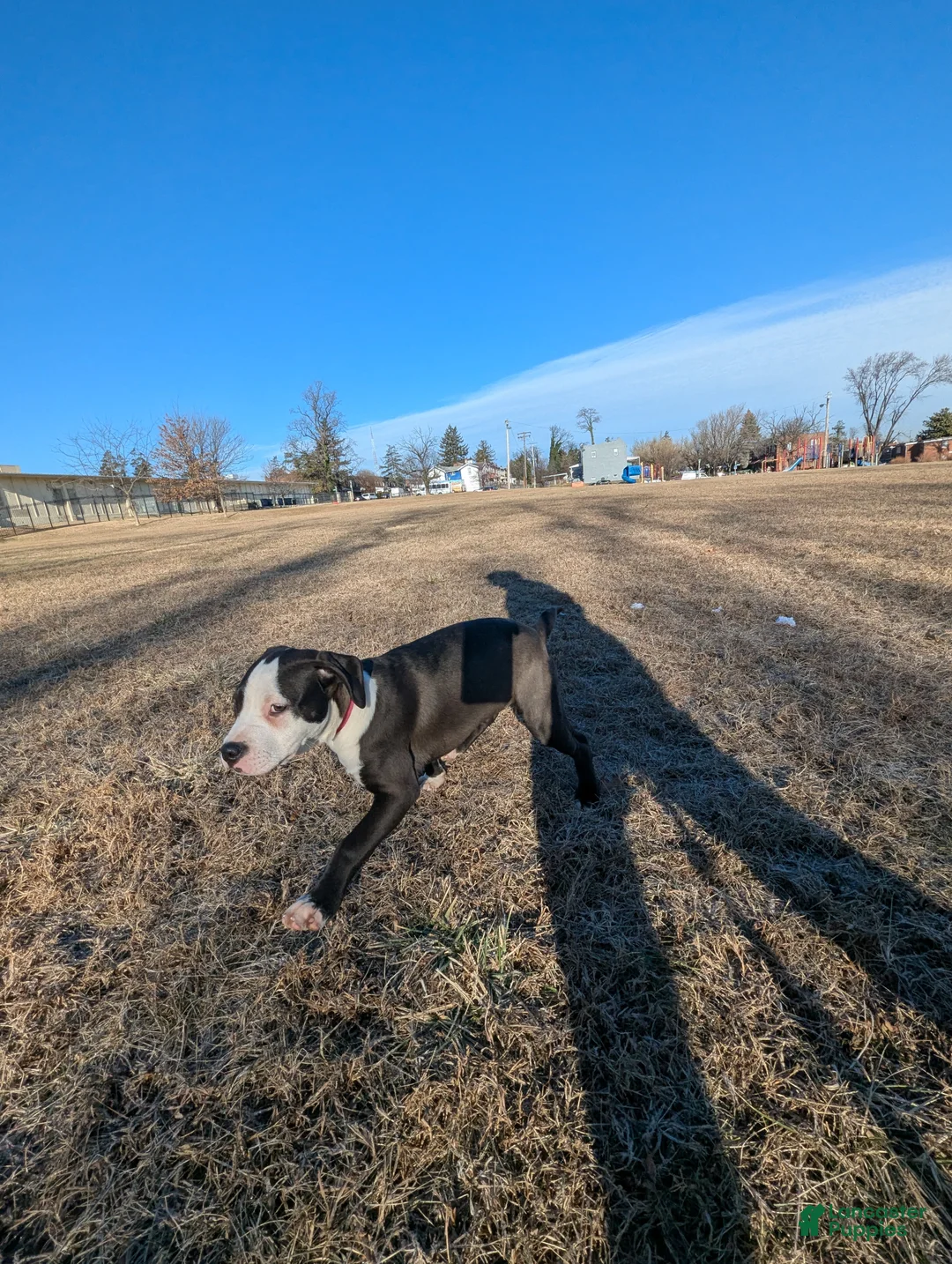 American Bully dogs for sale: Sage - Ad 10