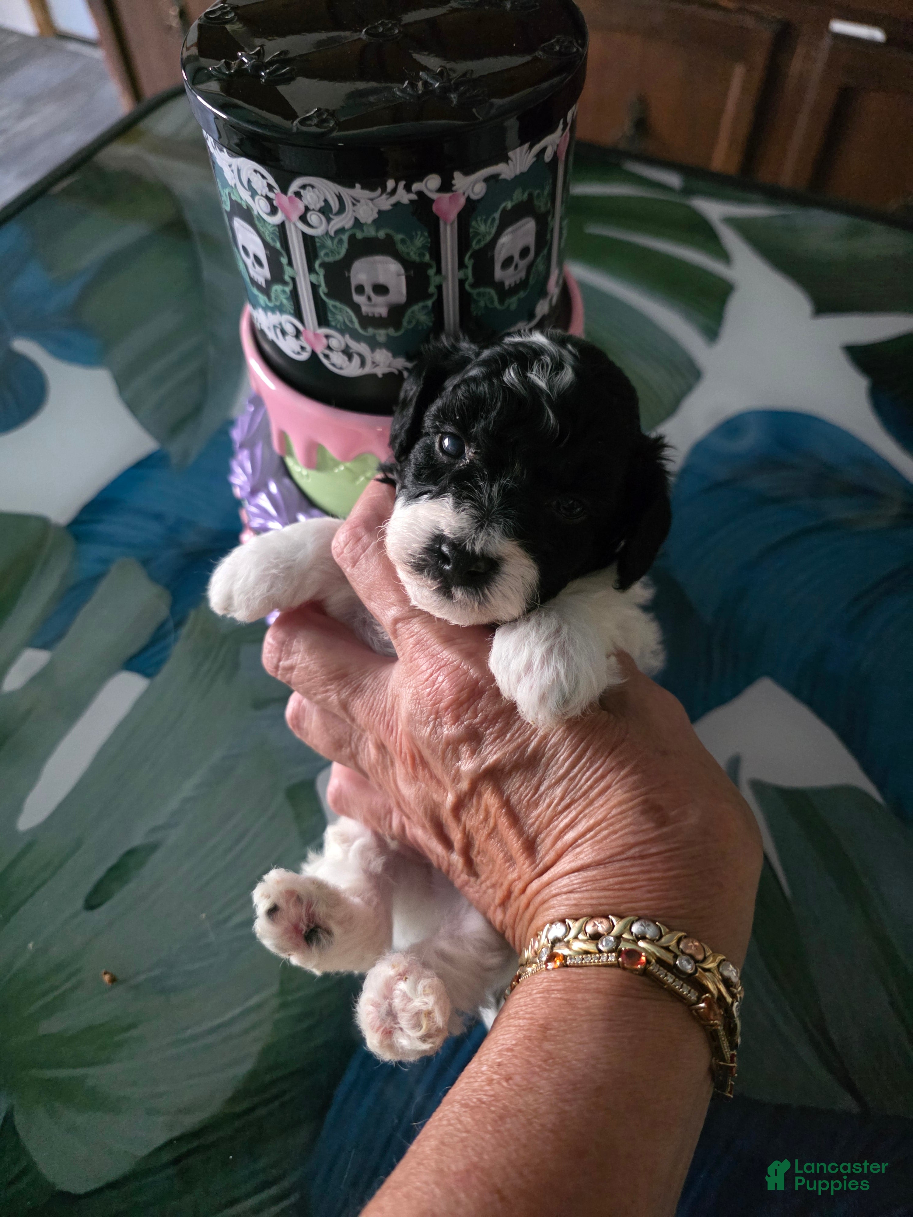 Toy Poodle dogs AKC JACK  - Ad 2