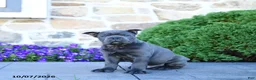 Cane Corso dogs for sale: Blane - Ad 5