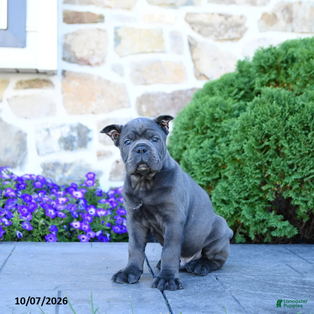 Cane Corso dogs for sale: Blane - Ad 5
