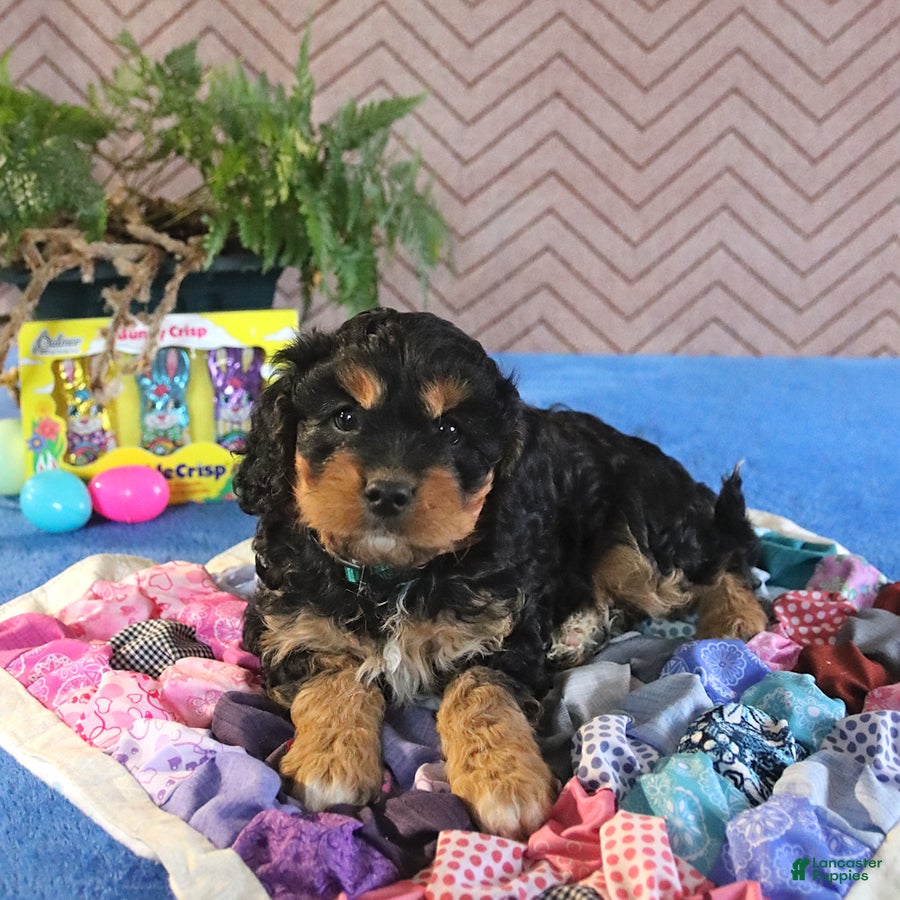 Cavapoo dogs Scout - Ad 1