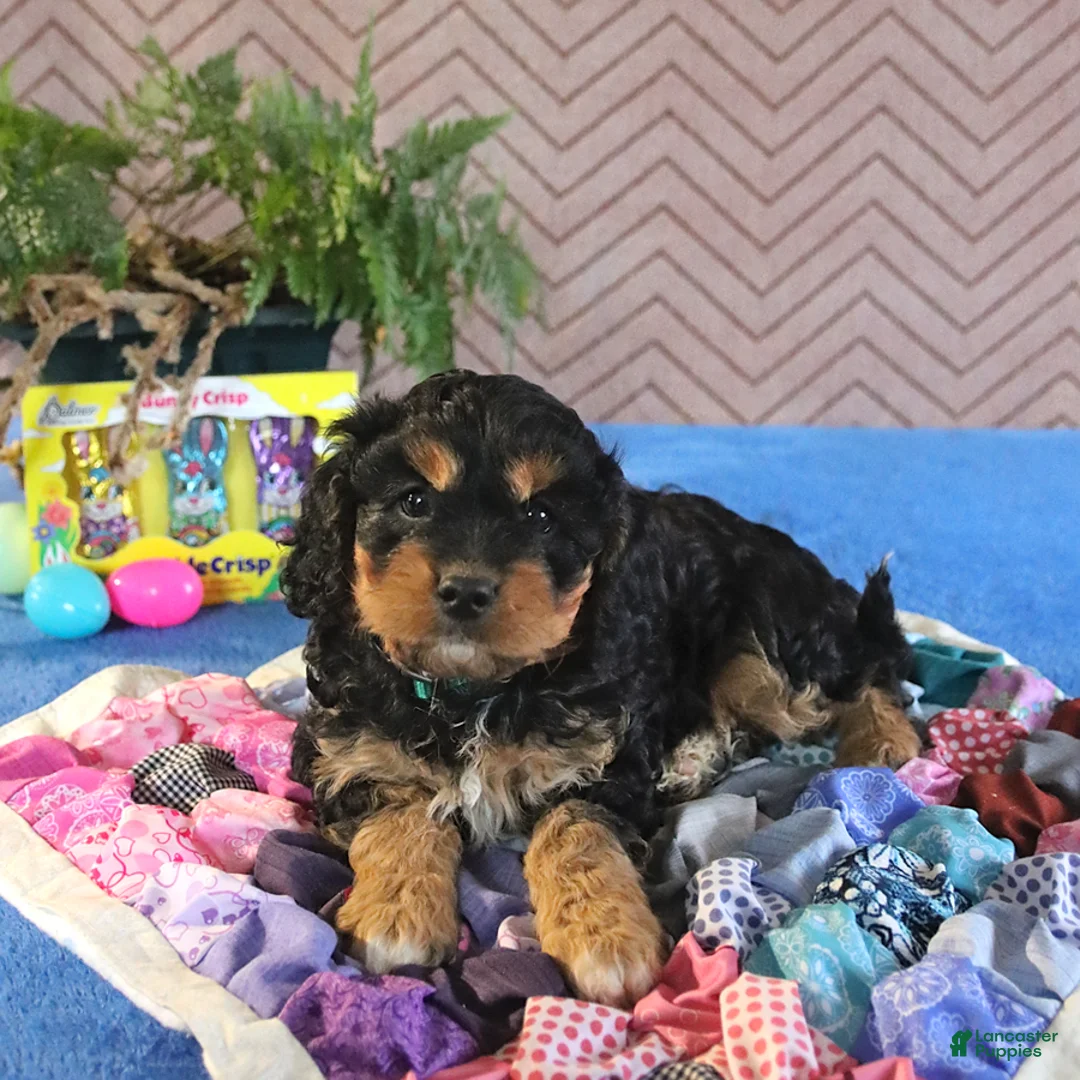 Cavapoo dogs for sale: Scout - Ad 1