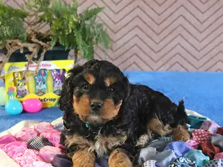 Cavapoo dogs for sale: Scout - Ad 2