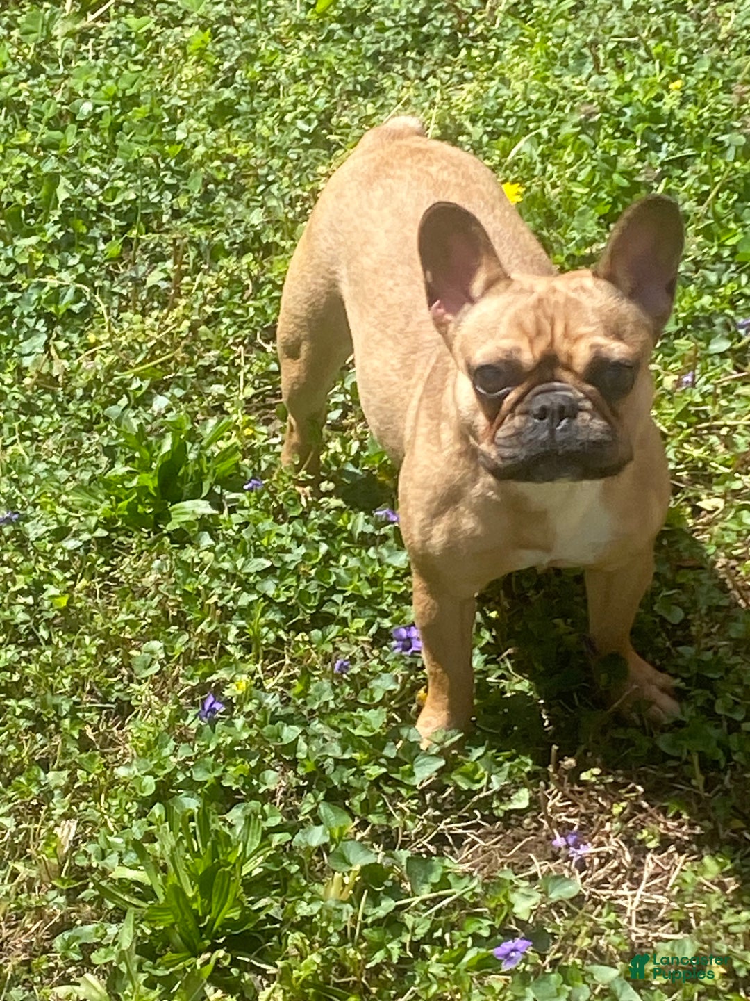 French Bulldog dogs for sale: Self French Bulldog Puppy 1 - Ad 3