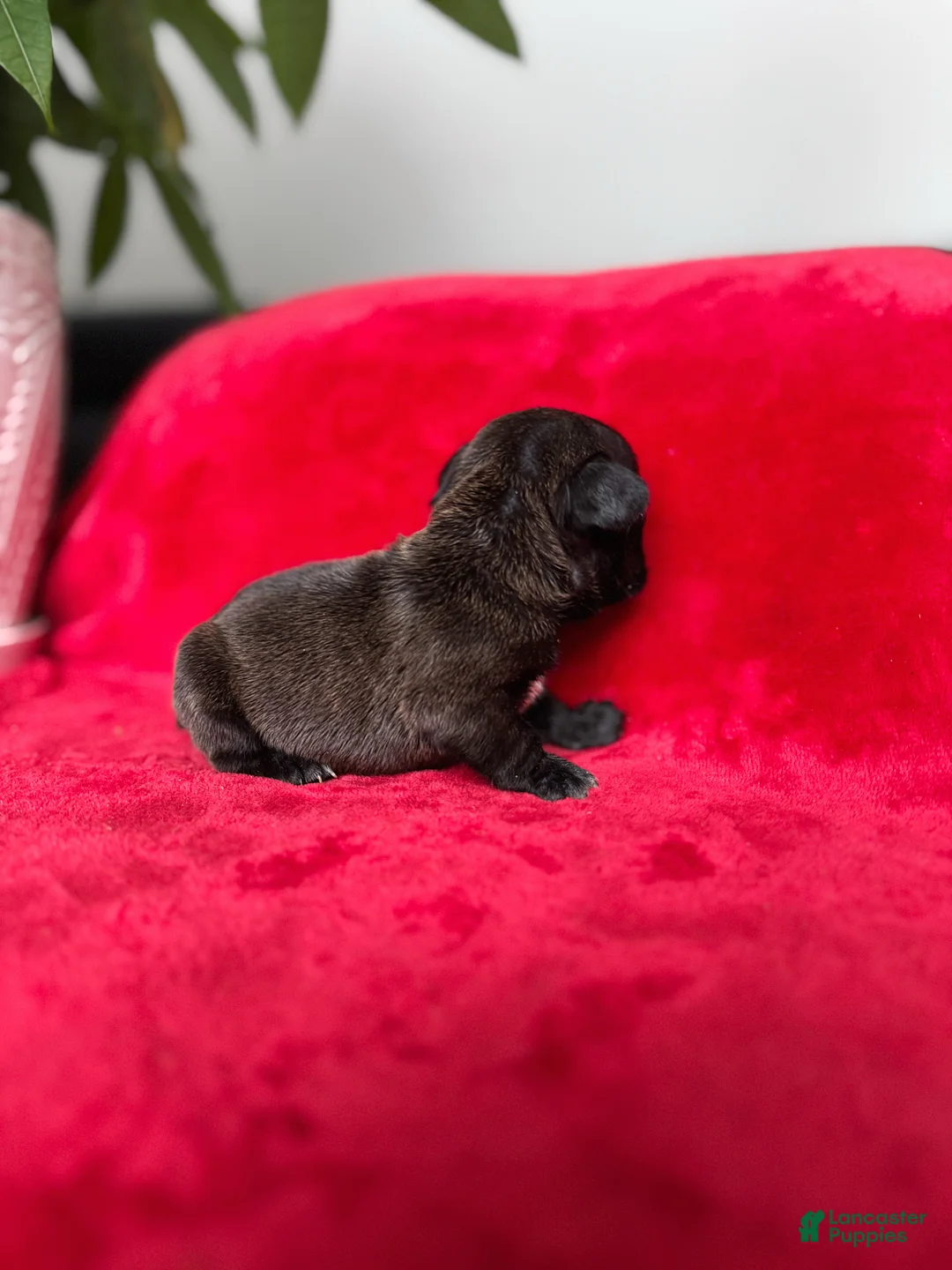 French Bulldog dogs for sale: Java - Ad 3