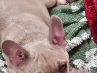 French Bulldog dogs Napoleon - Ad 19