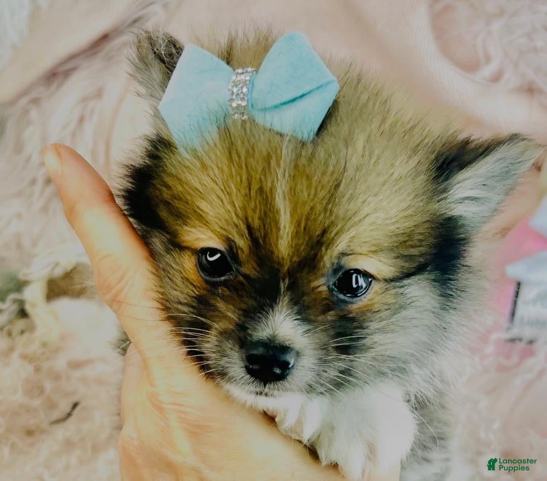 Pomeranian dogs Pomeranian Puppy 2 - Ad 9