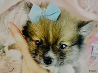 Pomeranian dogs Pomeranian Puppy 2 - Ad 9