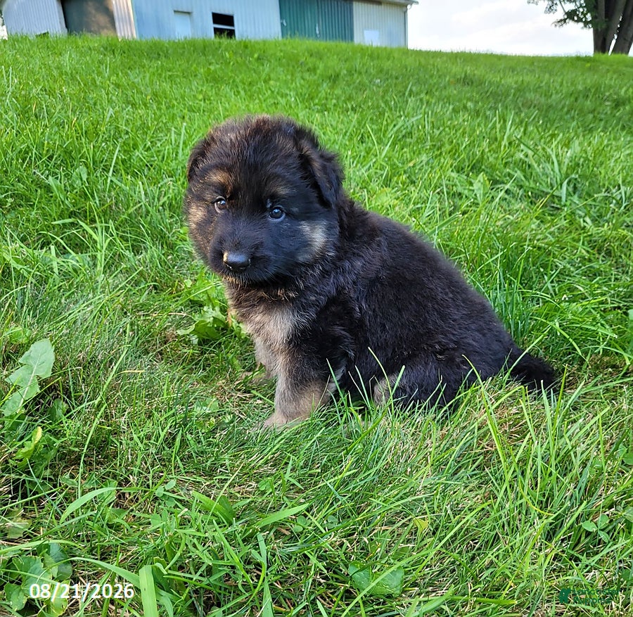 German Shepherd dogs for sale: Rocky - Ad 4