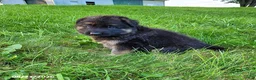German Shepherd dogs for sale: Rocky - Ad 1