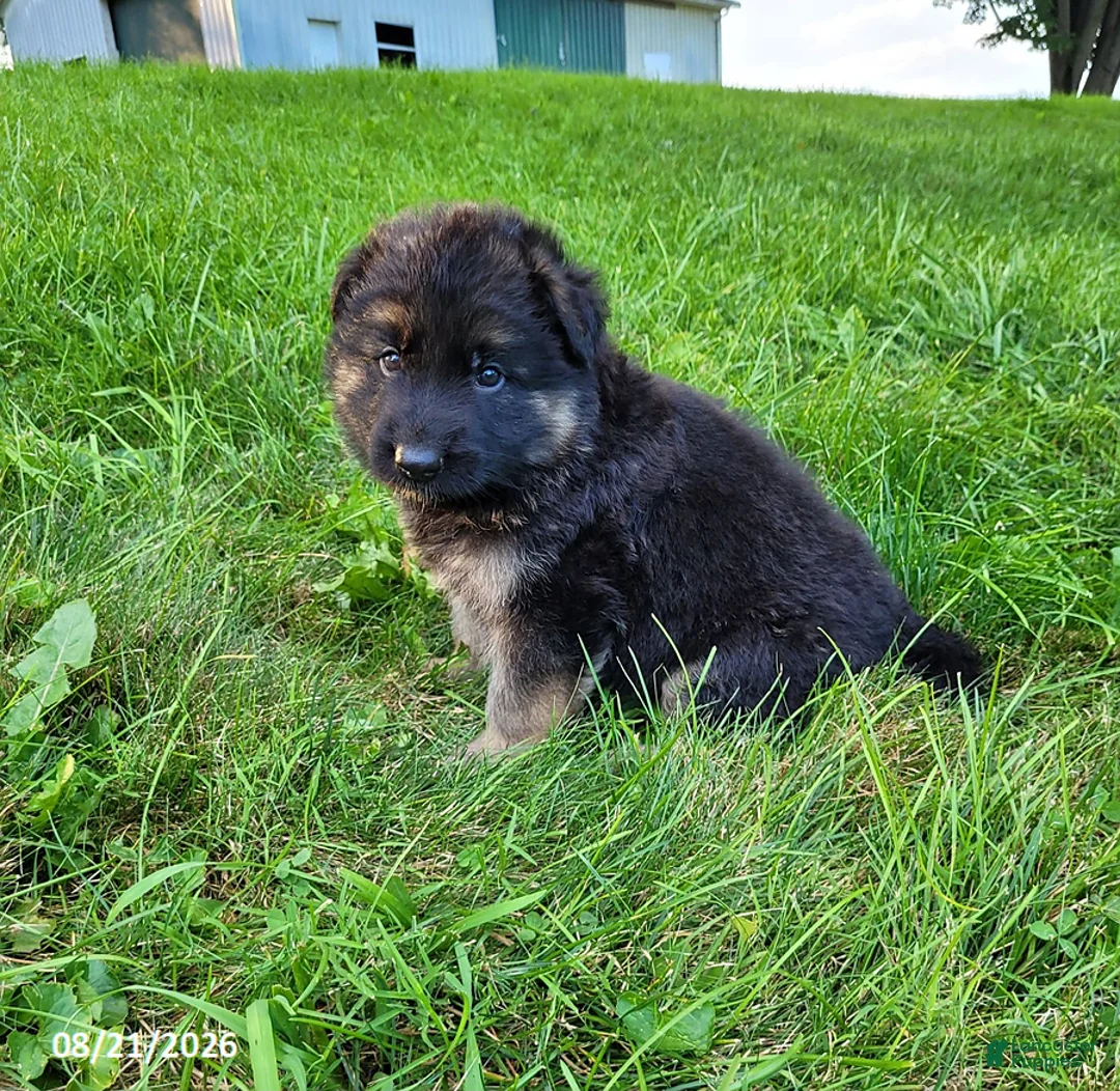 German Shepherd dogs for sale: Rocky - Ad 1