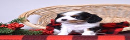 Cavalier King Charles Spaniel dogs for sale: Gwen - Ad 5