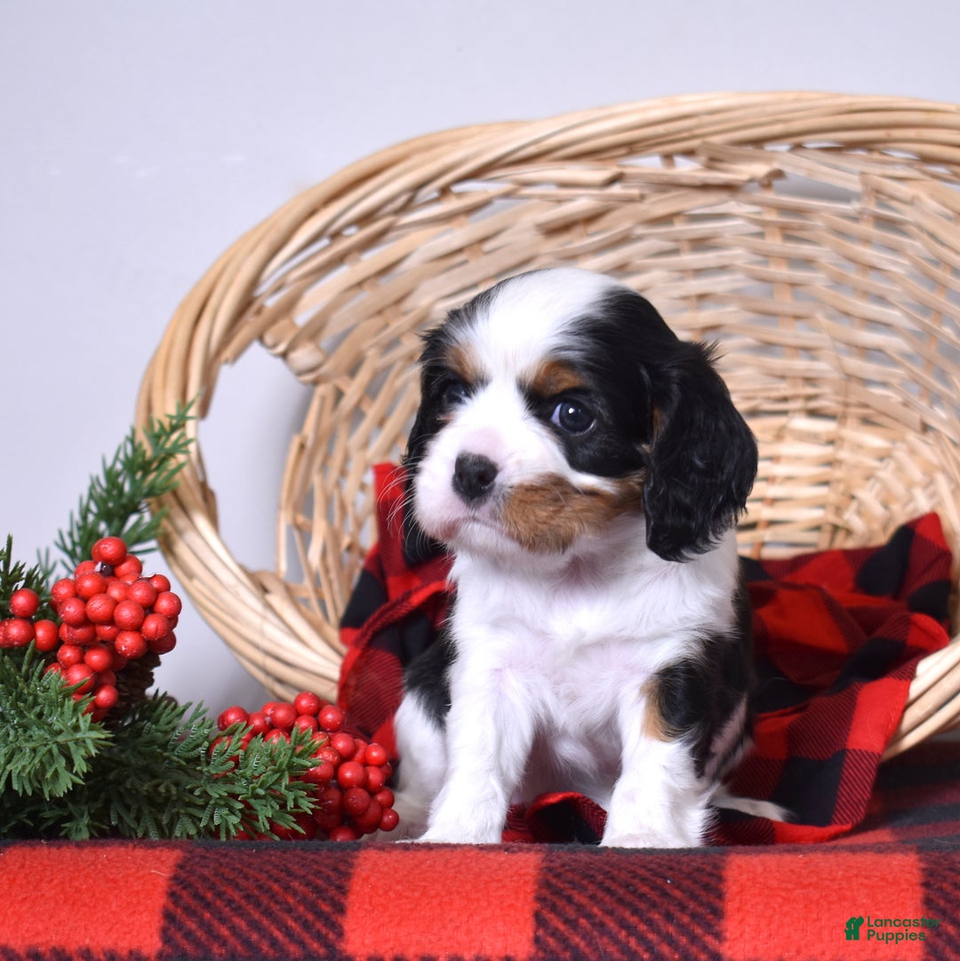 Cavalier King Charles Spaniel dogs for sale: Gwen - Ad 5