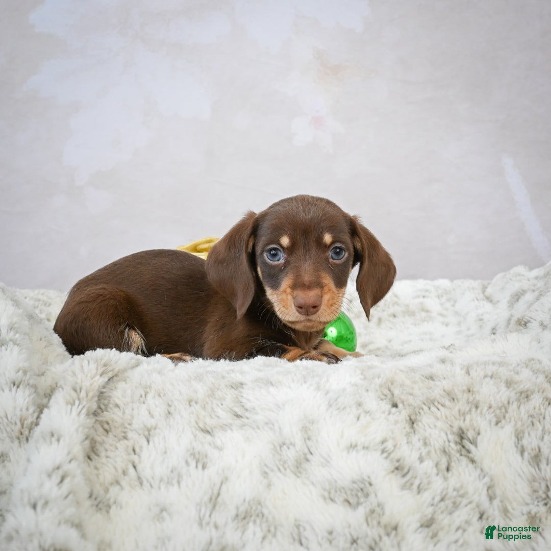 Miniature Dachshund dogs for sale: Maverick - Ad 7