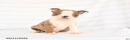 Boston Terrier dogs for sale: Alex - Ad 2