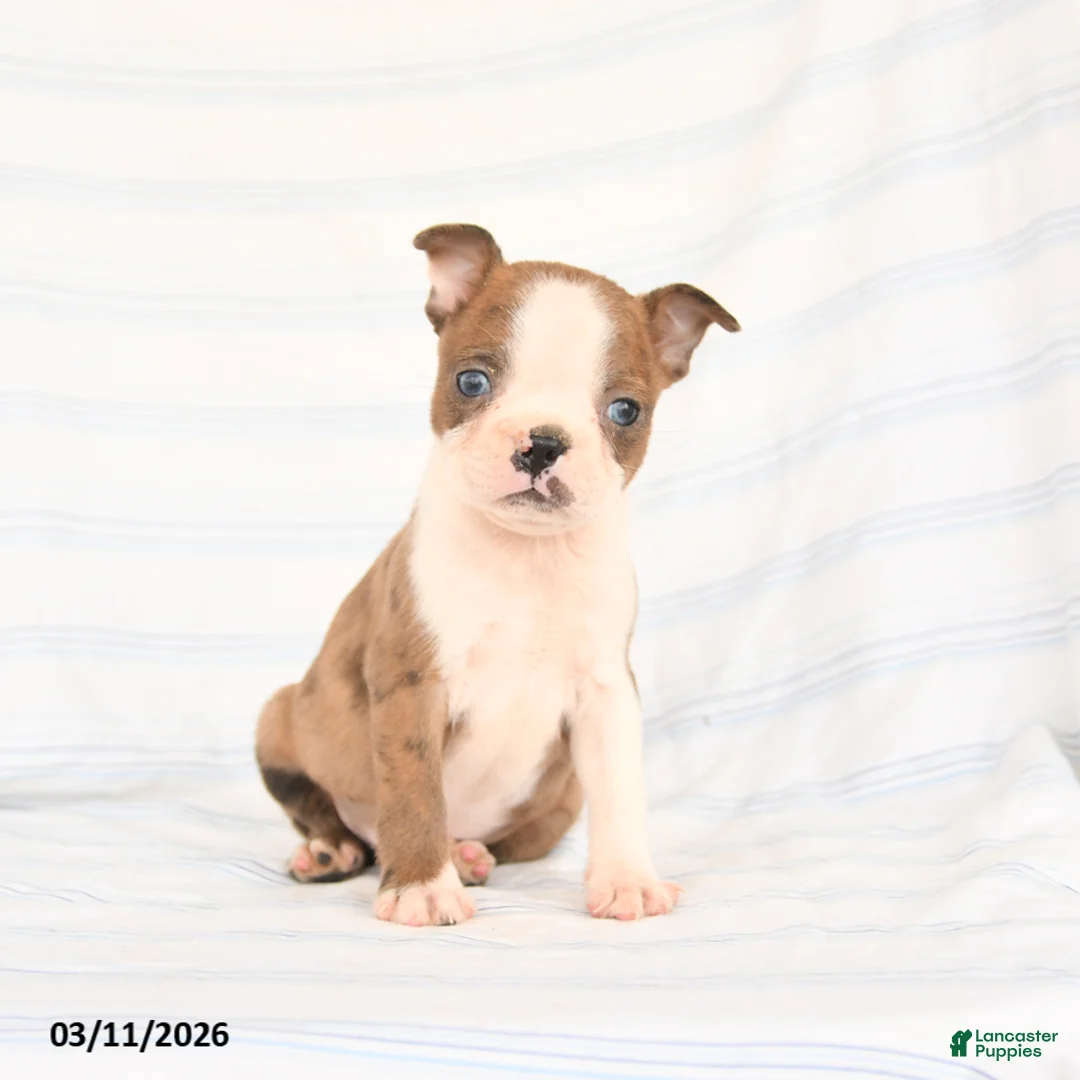 Boston Terrier dogs for sale: Alex - Ad 2