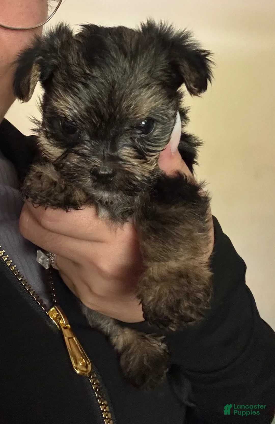Yorkshire Terrier dogs for sale: Yorkshire Terrier Puppy 1 - Ad 1