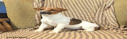 Jack Russell Terrier dogs for sale: Sarah - Ad 3