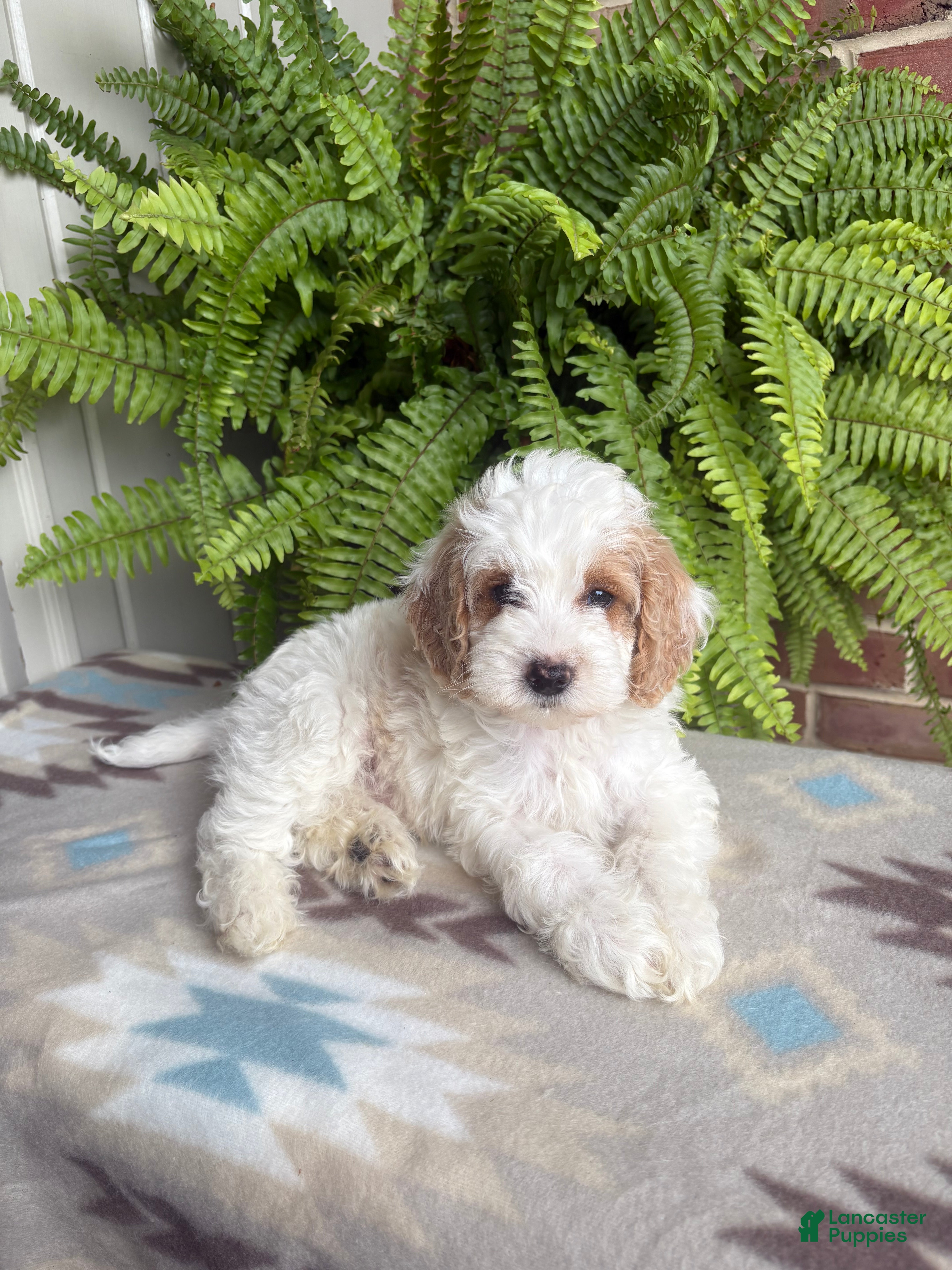 Cockapoo dogs Buddy  - Ad 1