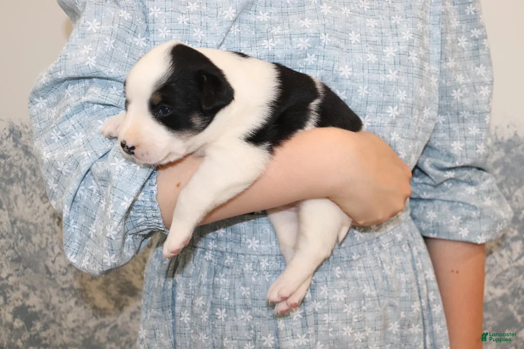 Border Collie dogs for sale: Border Collie Puppy 2 - Ad 2