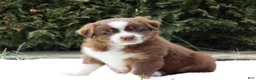 Australian Shepherd dogs for sale: Princess - Ad 1