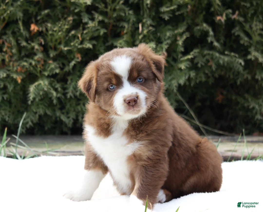 Australian Shepherd dogs for sale: Princess - Ad 1
