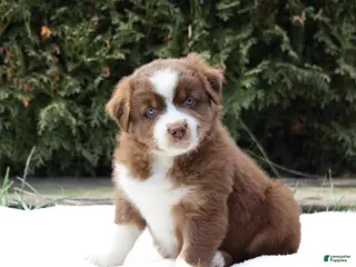 Australian Shepherd dogs Princess - Ad 33