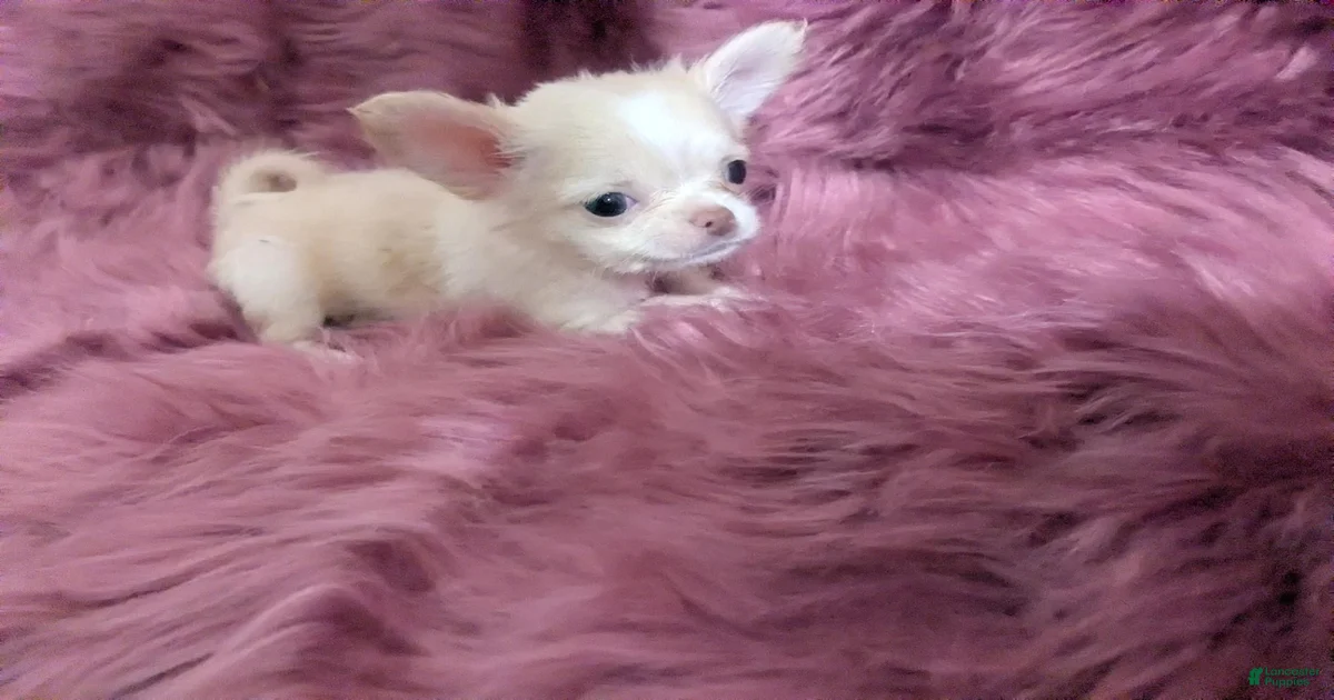 Lisa Marie LC Apple Head Videos Chihuahua for sale in Wittmann
