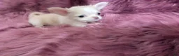 Chihuahua dogs for sale: Lisa Marie LC Apple Head  Videos  - Ad 6
