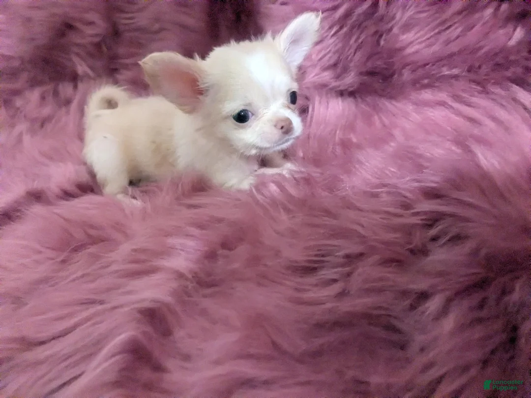 Lisa Marie LC Apple Head Videos Chihuahua for sale in Wittmann