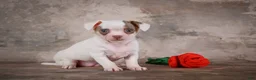 Chihuahua dogs for sale: Fiona - Ad 5