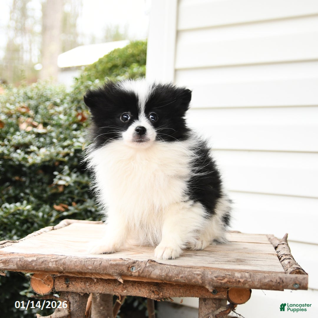 Pomeranian dogs for sale: Peace - Ad 3