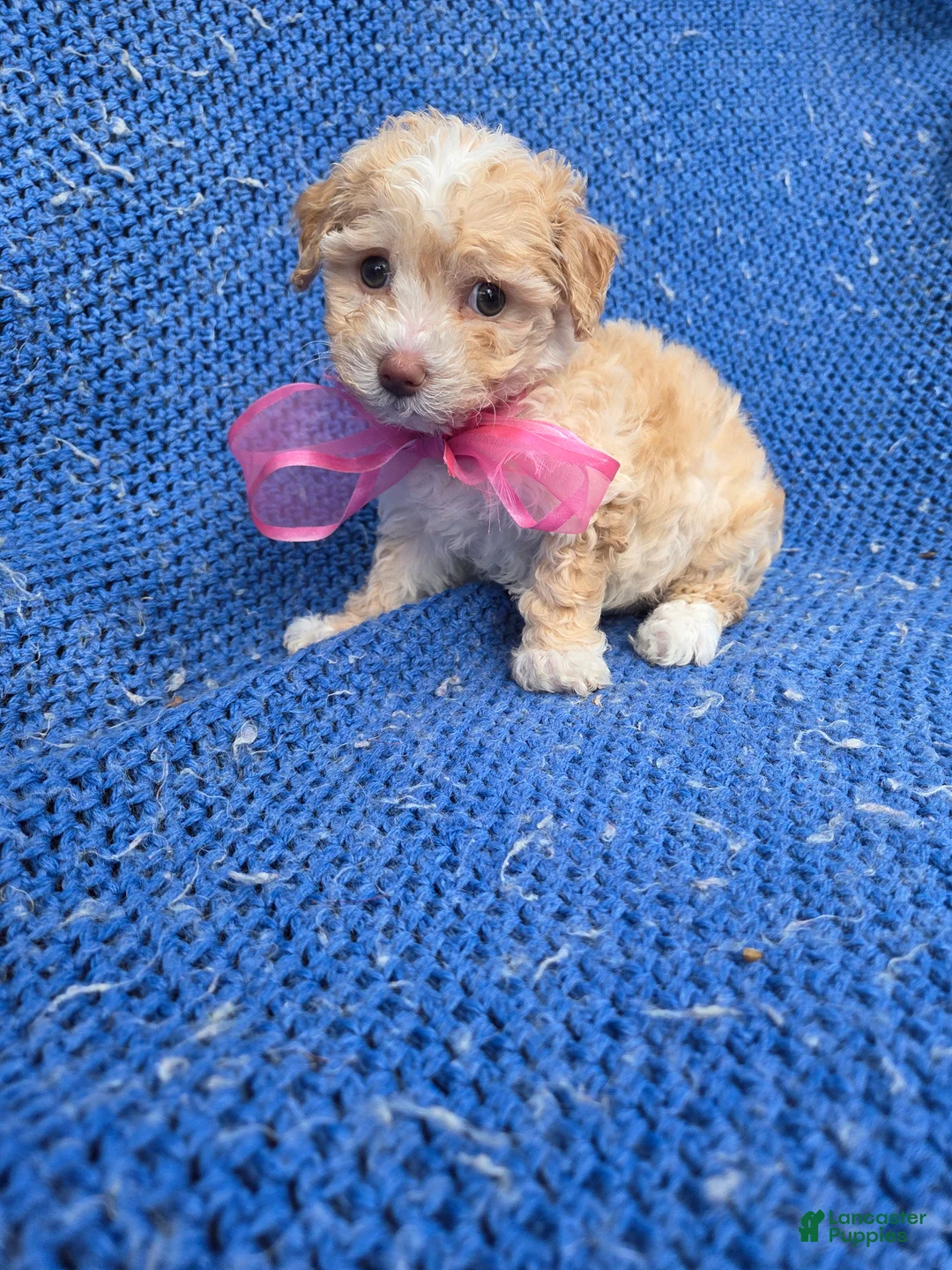 Toy Poodle dogs for sale: Gabby  - Ad 1
