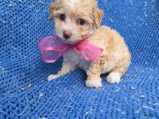 Toy Poodle dogs Gabby - Ad 7
