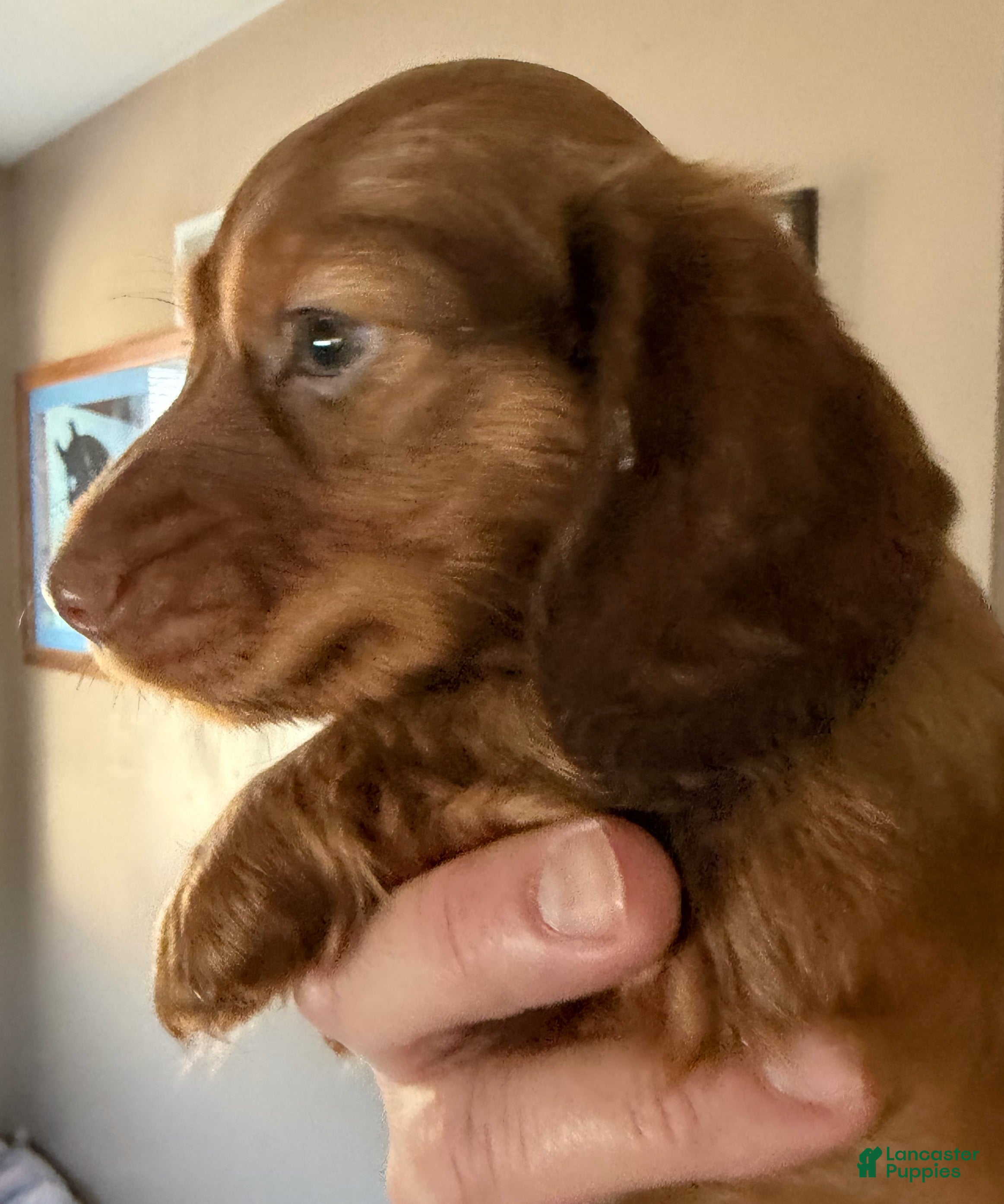 Dachshund dogs Clifford - Ad 33