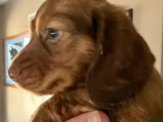 Dachshund dogs Clifford - Ad 33