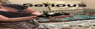 Great Dane 1