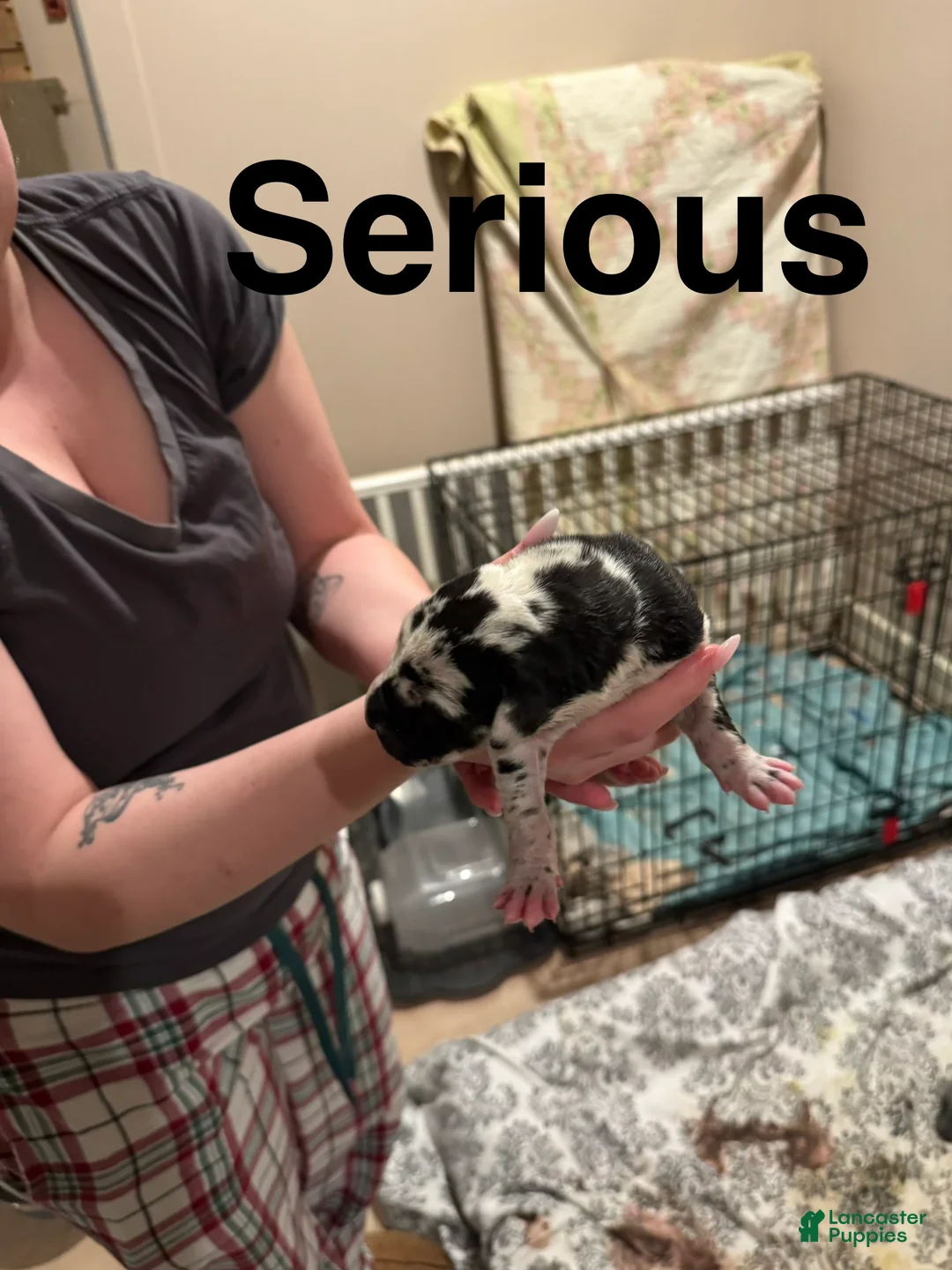 Great Dane dogs for sale: Great Dane 1 - Ad 1