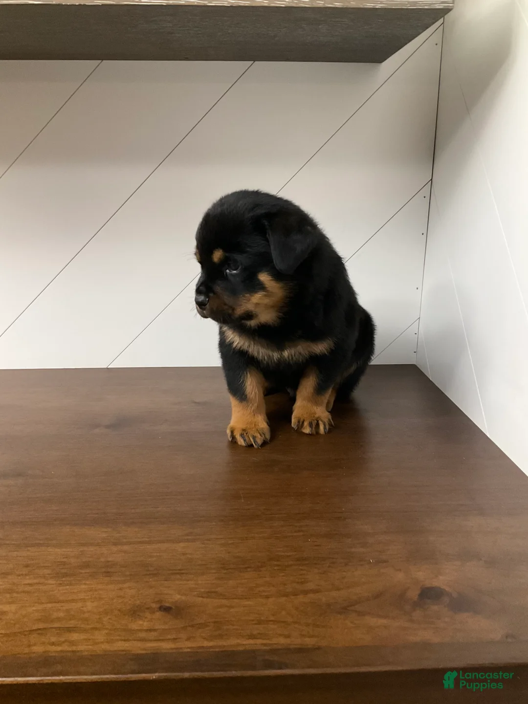 Rottweiler dogs for sale: Rottweiler Puppy 5 - Ad 9