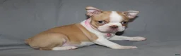 Boston Terrier dogs for sale: Luna - Ad 1