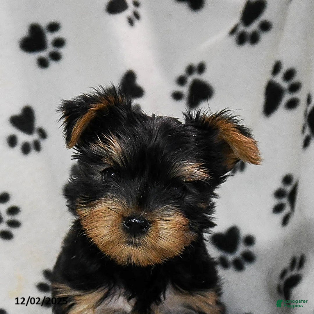 Yorkshire Terrier dogs for sale: Quincy - Ad 5