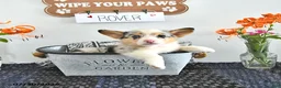 Welsh Corgi Pembroke dogs for sale: Rover - Ad 3