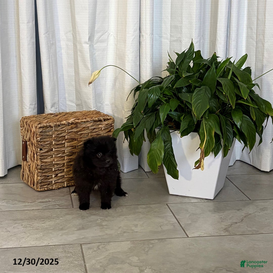 Pomeranian dogs for sale: Libby - Ad 4