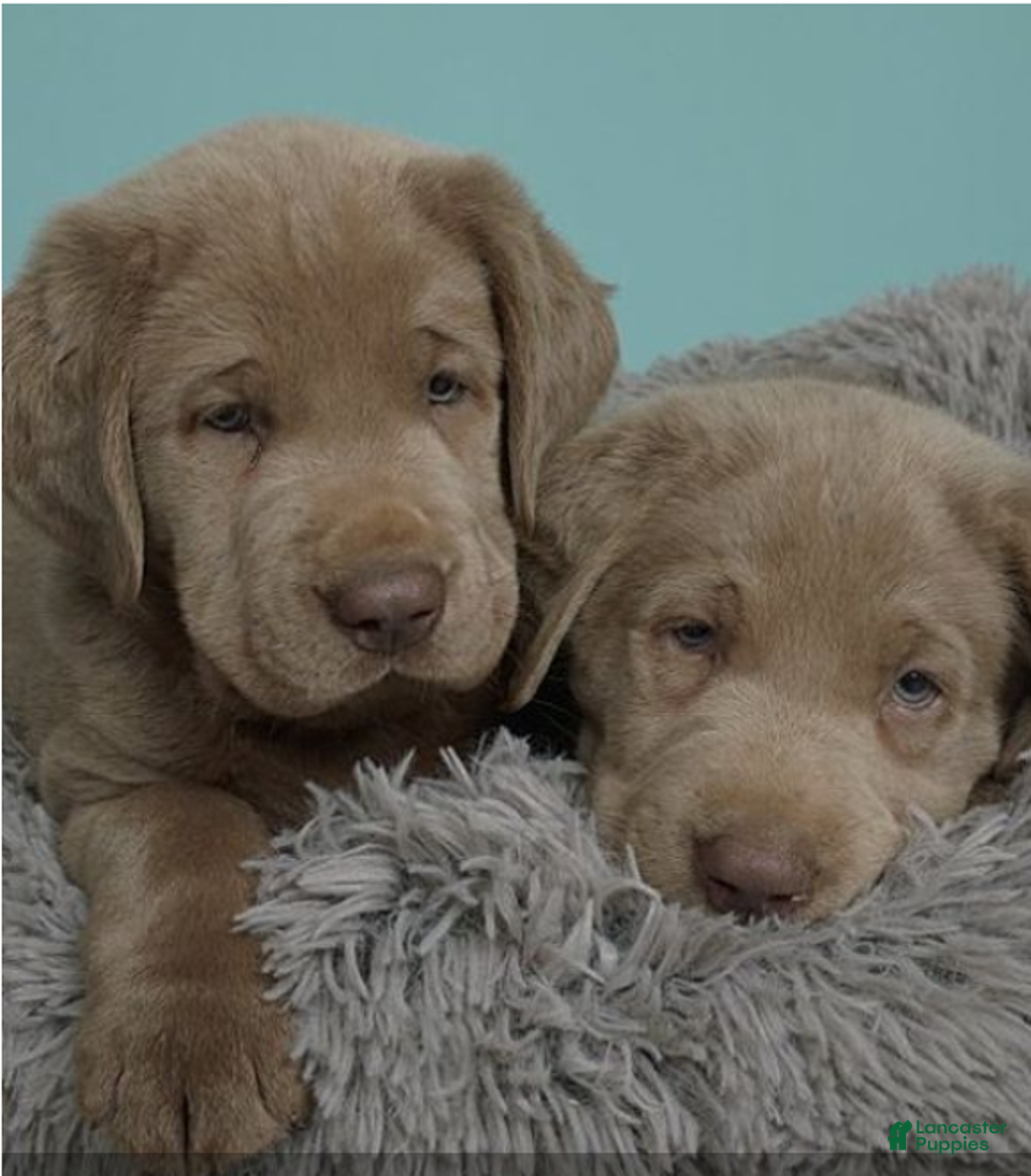 Labrador Retriever dogs for sale: Labrador Retriever Puppy 5 - Ad 13