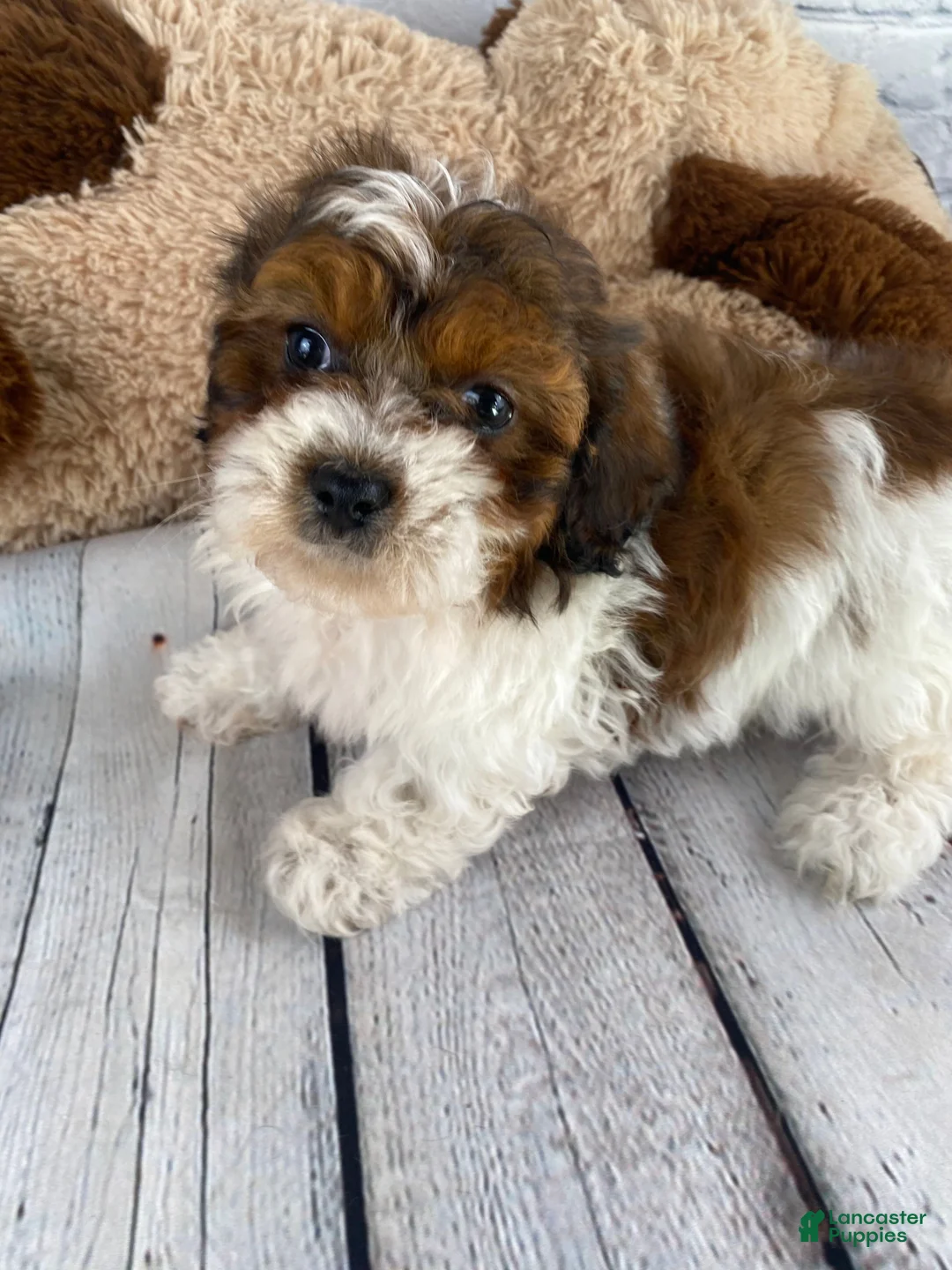 Shihpoo dogs for sale: Tucker - Ad 3